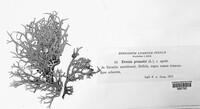 Evernia prunastri image